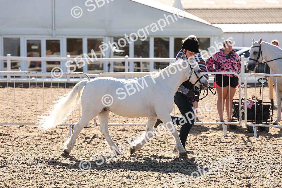 SBM_11727 - Class 204 - Young Handler 11 to 16 years