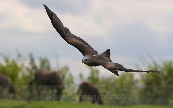 Black Kite - Captured Wild life/Domestic/ livestock Animals