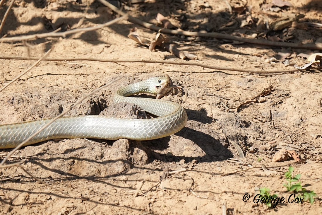 Snake with Toad - Brazil