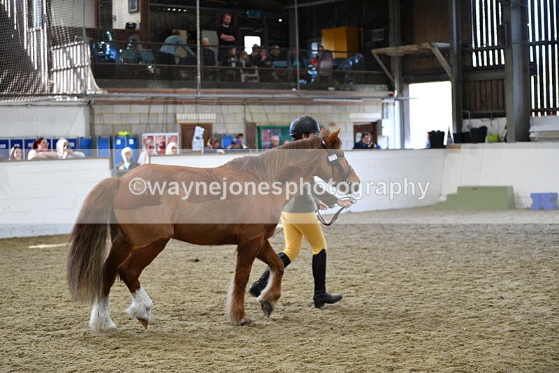 WJ5_4476 - Class 3 Part Bred In hand