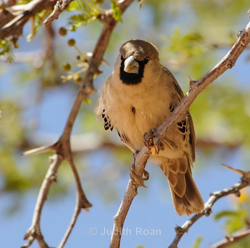 Sociable Weaver - South Africa Birds and Mammals