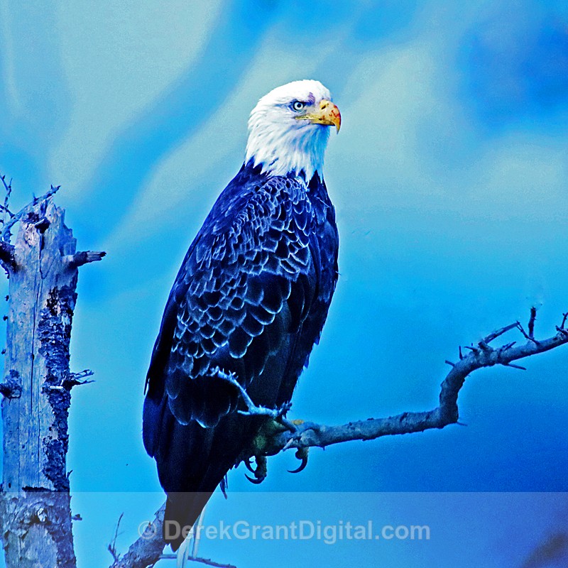 Bald Eagle (Haliaeetus leucocephalus) - Birds of Atlantic Canada
