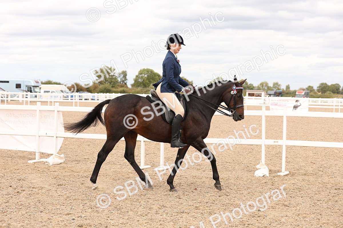 SBM_17310 - Class 214 - Ridden Hack Riding Horse