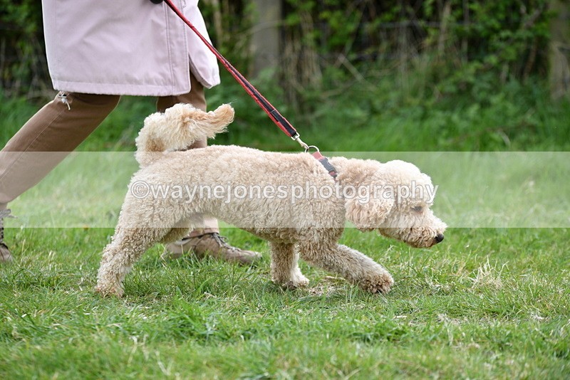 WJ5_9146 - Class 1 Best Cross Breed / Heniz 57