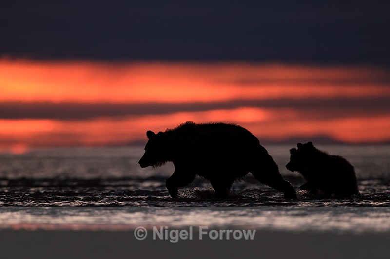 Grizzly Bear mother & cubs silhouette, Lake Clark NP, Alaska - Brown Bear