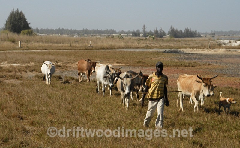 Senegal Fulani Village Fulani herdsman with cattle 2 - Senegal Fulani Village