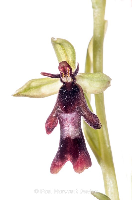  - WB: Orchids - Ophrys