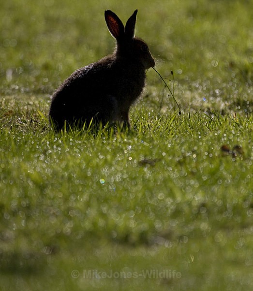 Mountain Hare, Isle of Mull ref mh8 - MOUNTAIN HARE, SCOTLAND