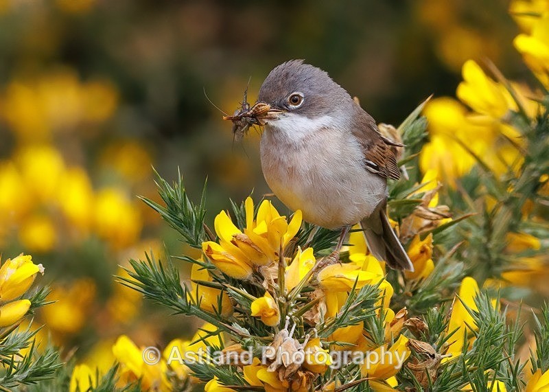 Whitethroat - Latest Images
