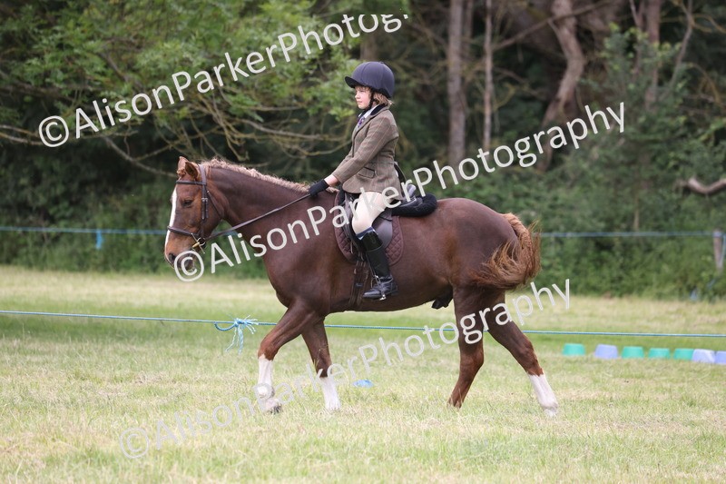 20260614-3160 - Class 22 - Open Working Hunter