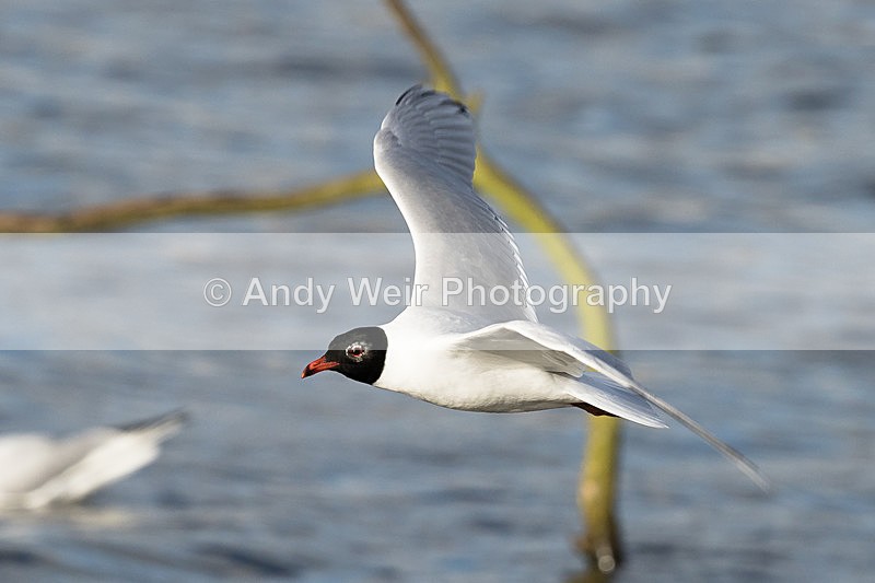 20150322-8E0A8458 - Gulls