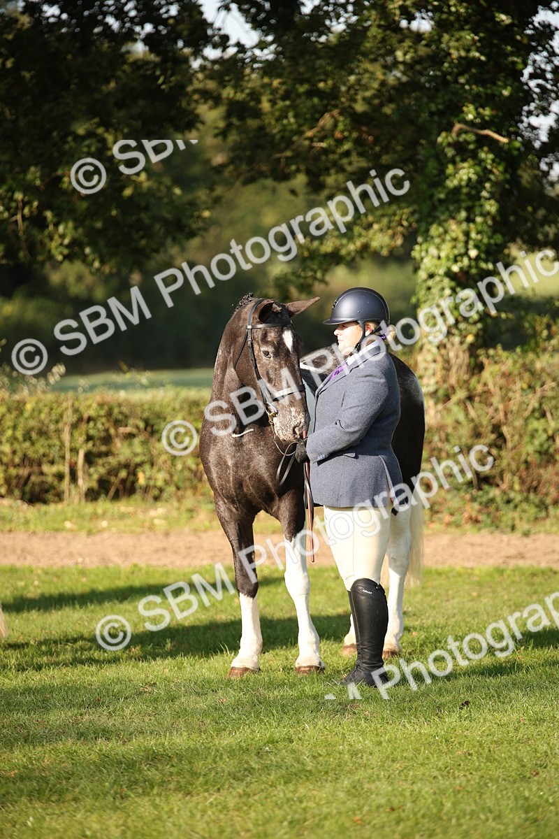 SBM_58770 - S51 - Piebald & Skewbald Horse In Hand