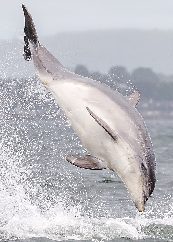Astland Photography, Bird and Wildlife Images, Susan and Peter Wilson, U.K.