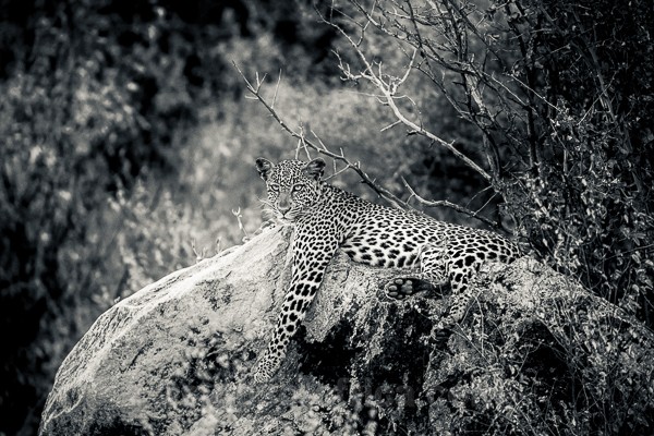 leopard, female, Samburu, Kenya, Nikon Z9