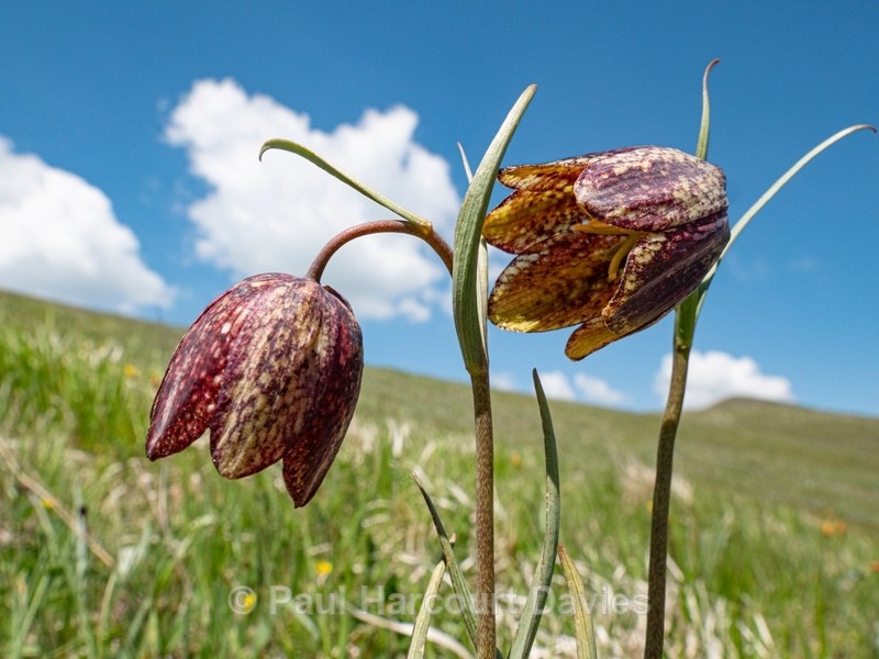 Mountain fritillary (Fritillaria montana )  - Flowers in the Landscape - 1