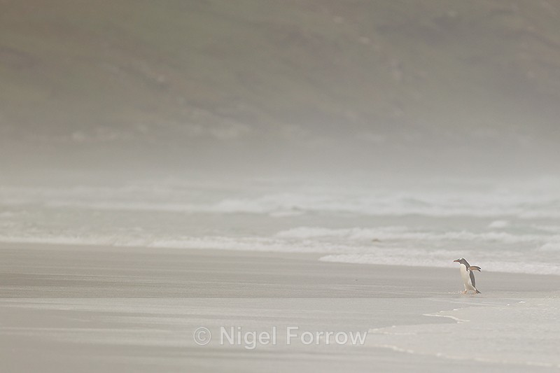 Gentoo lands on misty day, Saunders Island, Falklands - Gentoo Penguin