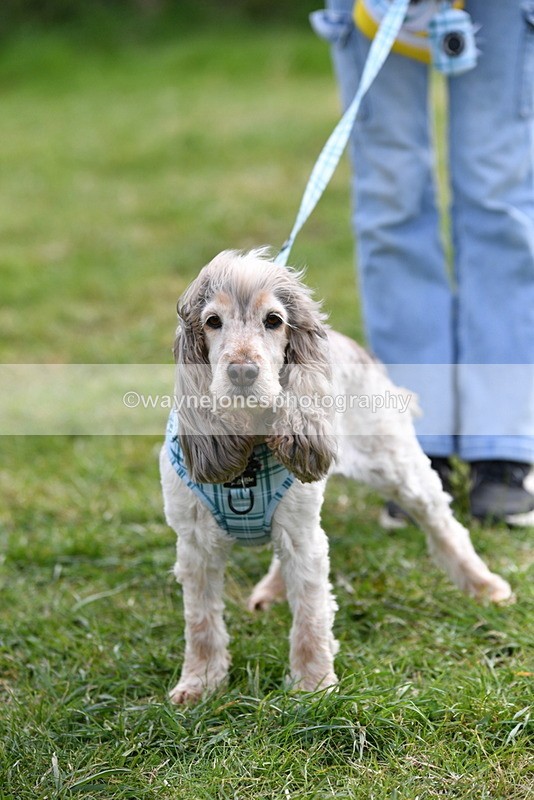 WJ5_0213 - Class 5 Best Veteran / 7 years & over