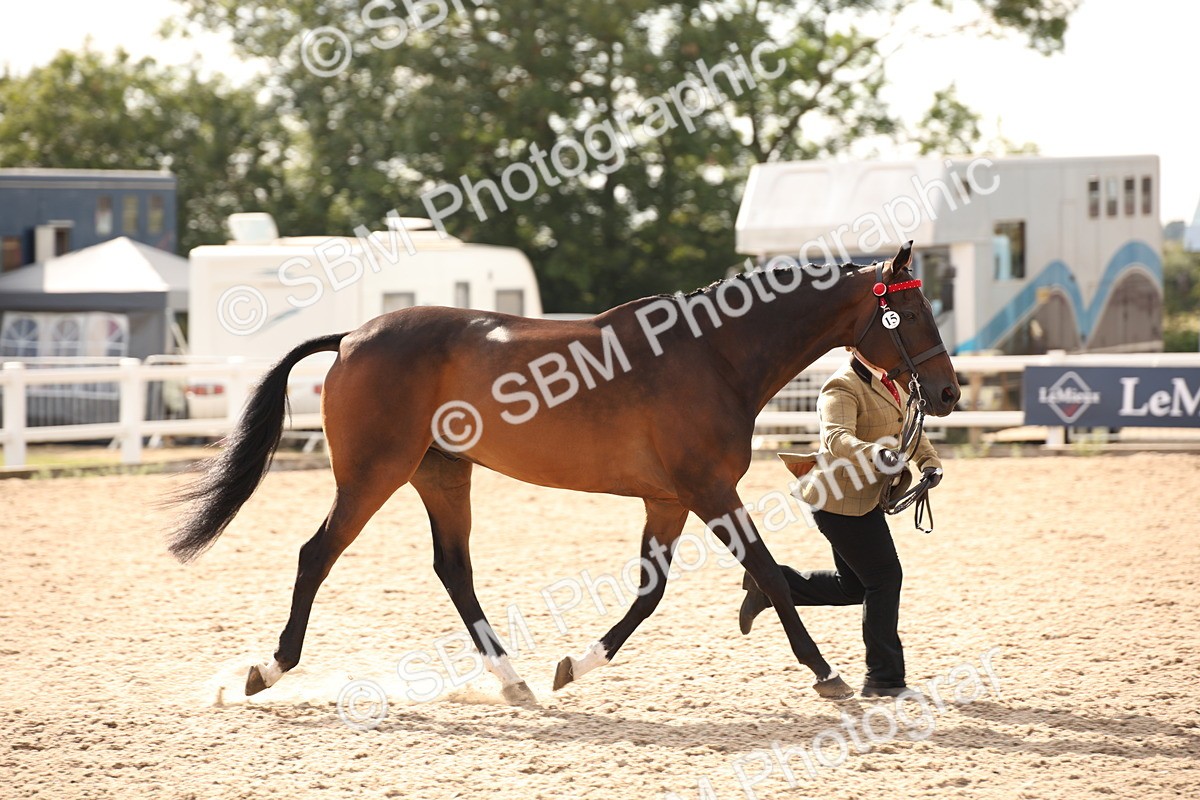 SBM_08142 - Class 27 - IH Competition Horse-Pony