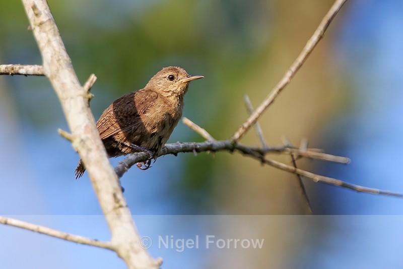 Southern House Wren, Costa Rica - Southern House Wren