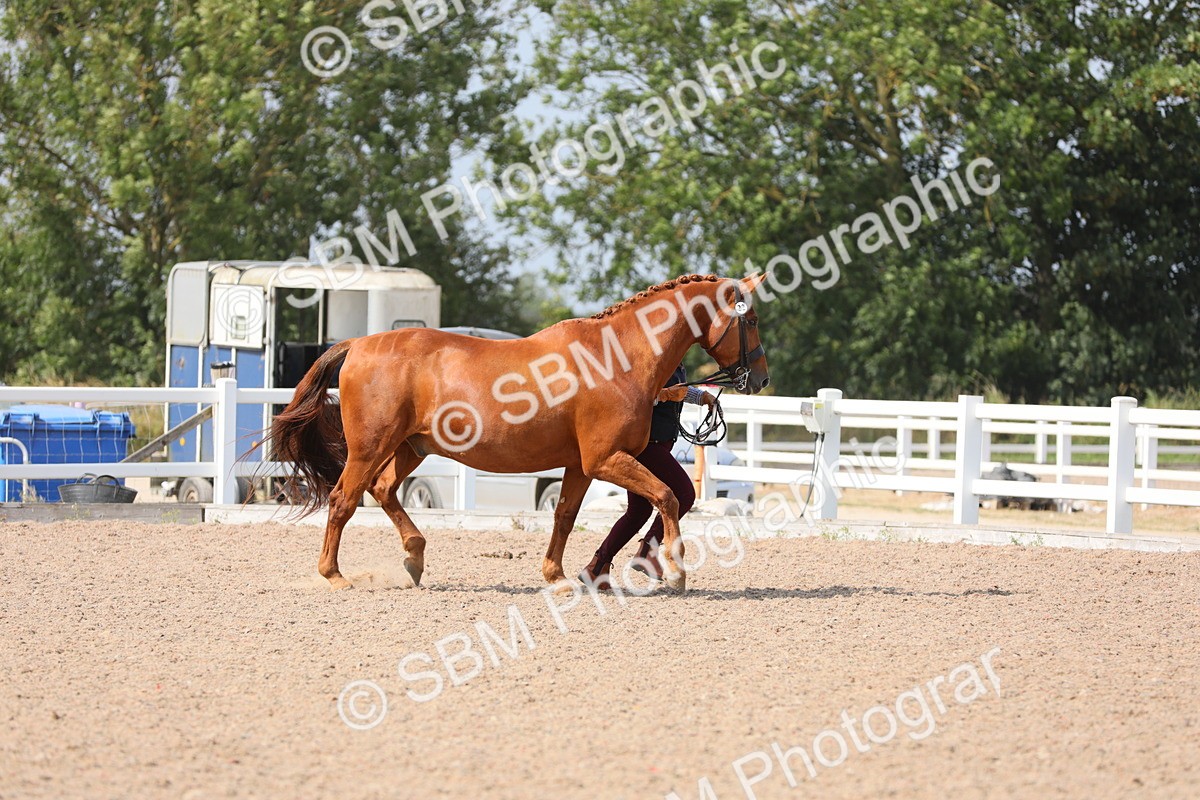 SBM_15676 - Class 312 IH Competition Horse/Pony