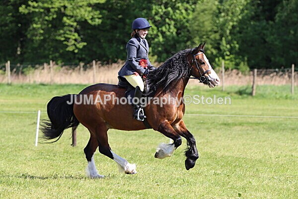 IMG_4938 - Working Hunter