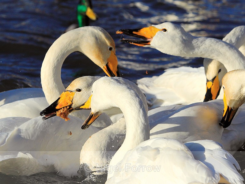 Whooper Swans squabbling over food, Tjörnin, Reykjavik, Iceland - Whooper Swan