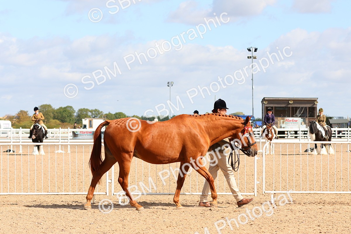 SBM_11139 - Class 208 - IH Veteran Horse