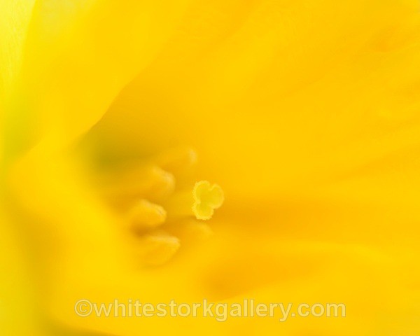 Daffodil - Up Close !