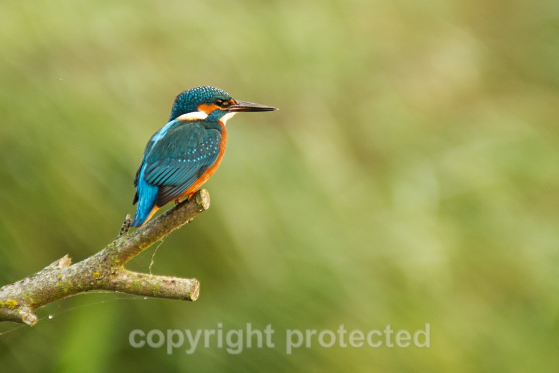 Kingfisher - Lakenheath - Suffolk - Birds