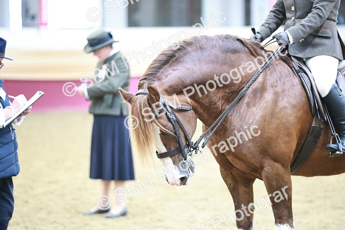 SBM_08917 - Class 12R - Regional Ridden Pre-Vet