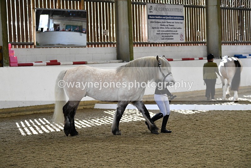 WJ5_4329 - Class 6 In hand M&M - Large Breeds