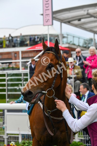 190523-Race 6-Eligible-0878 - Race 6 4.45pm Yorkshire Equine Practice Handicap