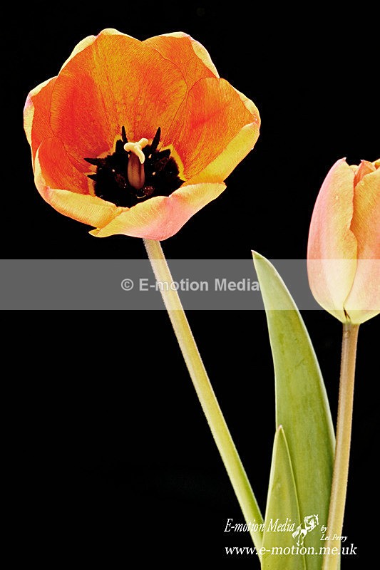 070420 -0174a - Nature