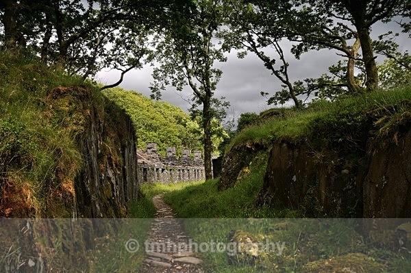Woodland Pathway. - Wales