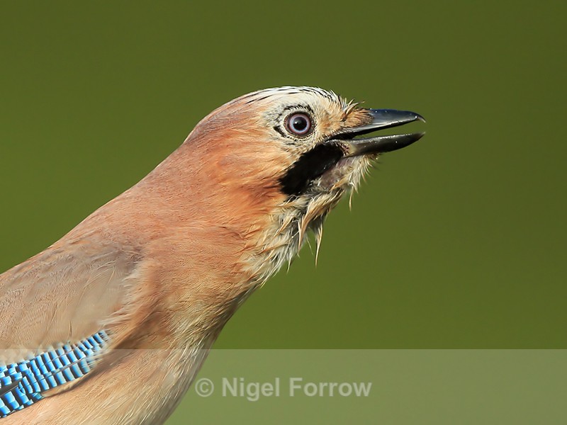 Jay, close head view, Worcestershire - Jay