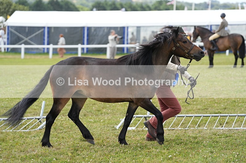 DSC05949 - NPS M&M In Hand Championship