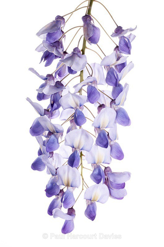 Wisteria (Wisteria sinensis) - Plants - WB