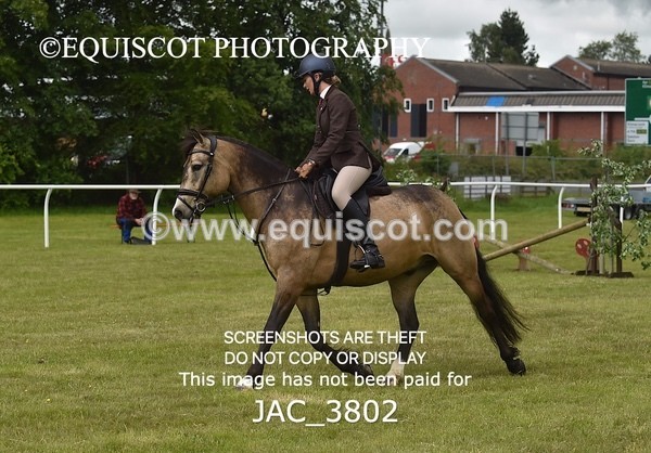 JAC_3802 - 65cm WORKING HUNTER