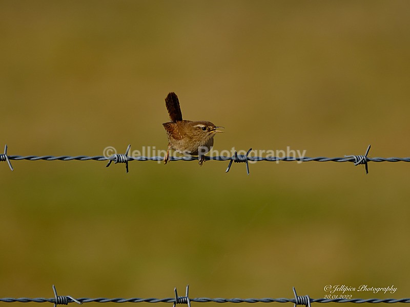  - Wildlife and Nature