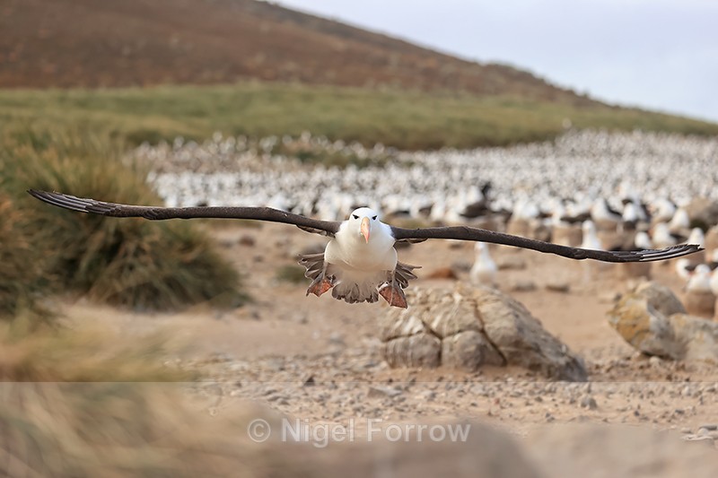 Black-browed Albatross lifts off, Steeple Jason, Falklands - Black-browed Albatross