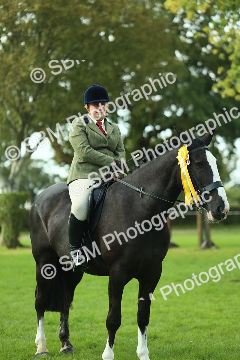 SBM_52244 - S33 - Working Hunter & Working Show Horse