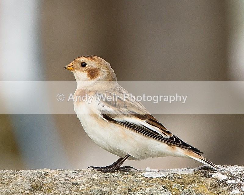 20110927-_MG_6982 - Buntings