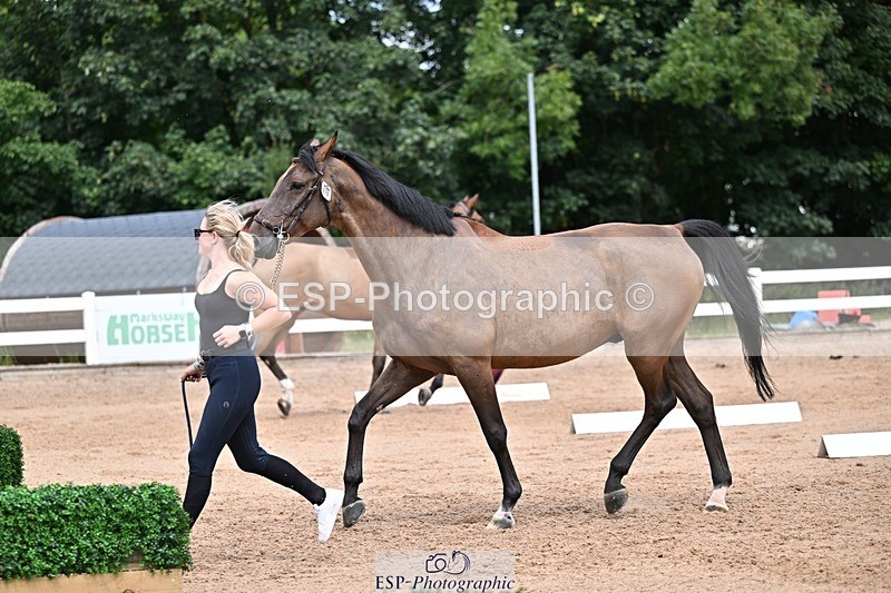 250716-132835-00544 - Trot Up 12.30 to 1.30