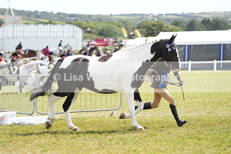 DSC07216 - Coloured Horse In Hand Championship