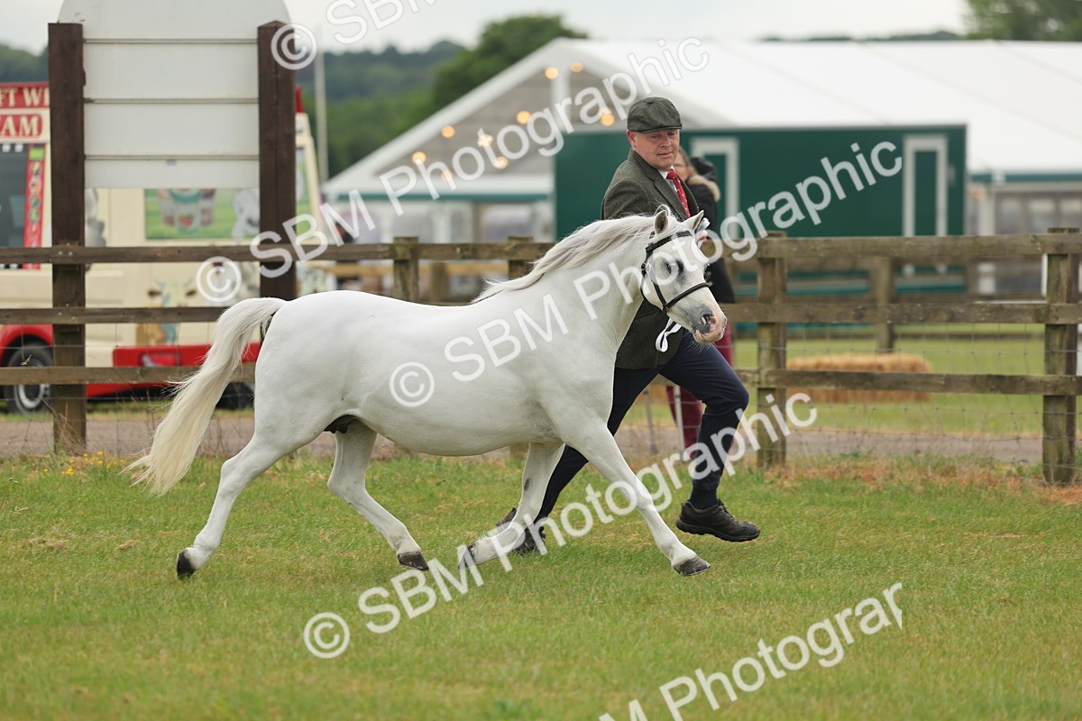 SBM_01523 - Class 50-57 - M&M Welsh Pony In Hand