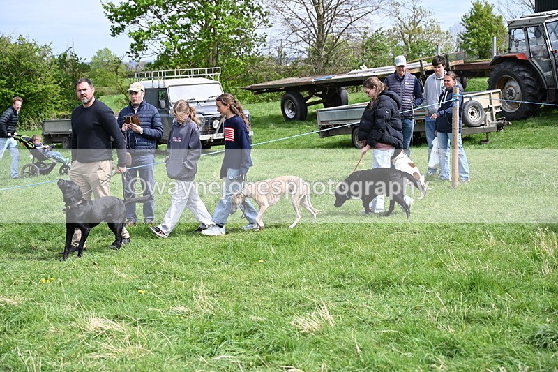 WJ6_8861 - Class 8 Best Working / Gun Dog or Bitch