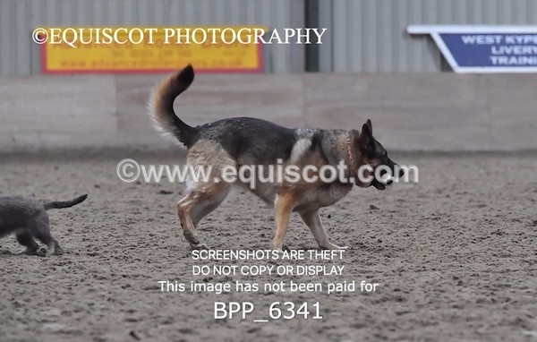 BPP_6341 - CARLA DOGS