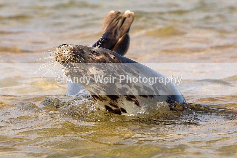 20141001-3K8A6228 - Grey Seal