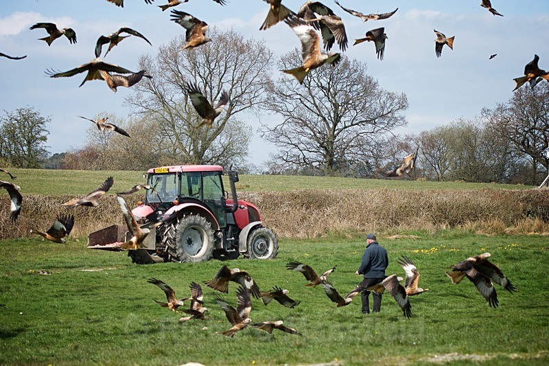  - Red Kites