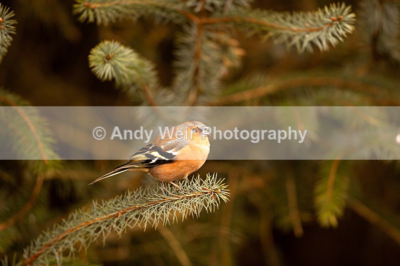 20121202-_MG_1331 - Chaffinch